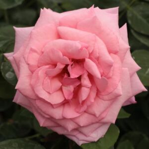 Rosa 'Kanizsa' - rózsaszín - teahibrid rózsa