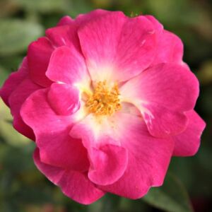 Rosa 'Lippay János' - rózsaszín - virágágyi polianta rózsa