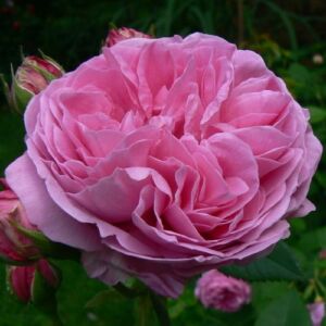 Rosa 'Louise Odier' - rózsaszín - történelmi - bourbon rózsa