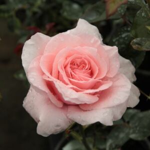 Rosa 'Marcsika' - rózsaszín - teahibrid rózsa
