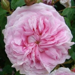 Rosa 'New Maiden Blush' - rózsaszín - történelmi - alba rózsa
