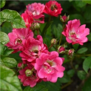 Rosa 'Orléans Rose' - rózsaszín - virágágyi polianta rózsa