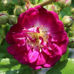 Rosa 'Perennial Blue™' - lila - fehér - rambler, kúszó rózsa