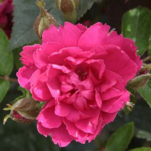 Rosa 'Pink Grootendorst' - rózsaszín - parkrózsa