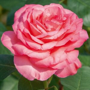 Rosa 'Pink Panther™' - rózsaszín - teahibrid rózsa