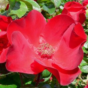 Rosa 'Robusta®' - vörös - parkrózsa