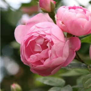 Rosa 'Raubritter®' - rózsaszín - parkrózsa