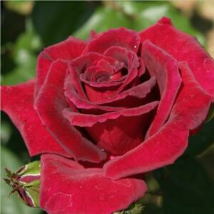 Rosa 'Royal Velvet™' - vörös - teahibrid rózsa