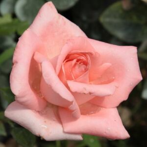Rosa 'Schöne Berlinerin®' - rózsaszín - teahibrid rózsa