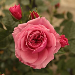 Rosa 'Pink Babyflor®' - rózsaszín - törpe - mini rózsa
