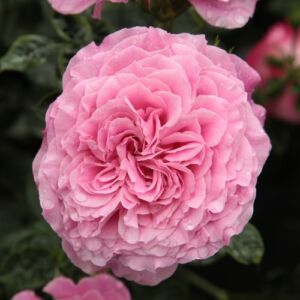 Rosa 'Szent Erzsébet' - rózsaszín - parkrózsa