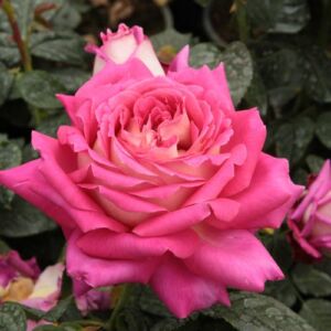 Rosa 'Tanger™' - rózsaszín - fehér - teahibrid rózsa