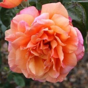 Rosa 'Tapestry™' - sárga - rózsaszín - teahibrid rózsa