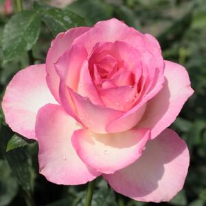 Rosa 'Tourmaline™' - fehér - rózsaszín - teahibrid rózsa