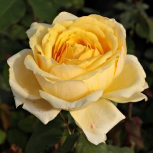 Rosa 'Venusic™' - sárga - teahibrid rózsa