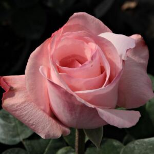 Rosa 'Delset' - rózsaszín - teahibrid rózsa