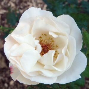 Rosa 'White Queen Elizabeth' - fehér - virágágyi grandiflora - floribunda rózsa