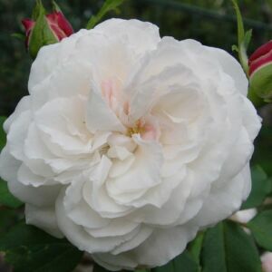 Rosa 'Boule de Neige' - fehér - történelmi - noisette rózsa