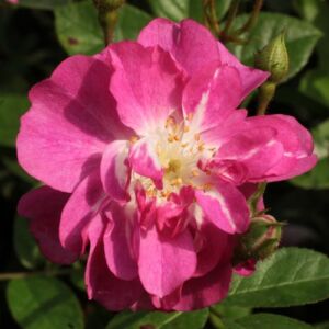 Rosa 'Csinszka' - rózsaszín - virágágyi polianta rózsa