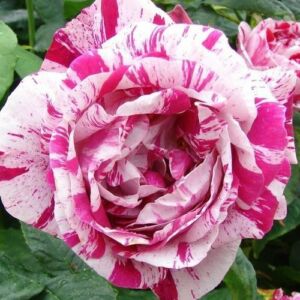 Rosa 'Ferdinand Pichard' - fehér - vörös - történelmi - perpetual hibrid rózsa