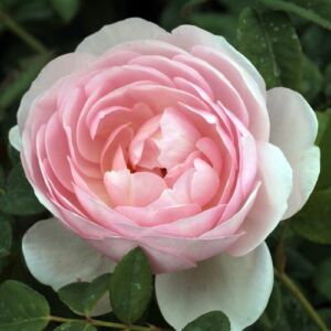 Rosa 'Ausblush' - rózsaszín - angol rózsa