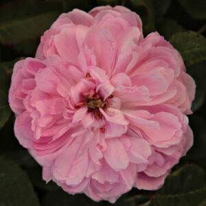 Rosa 'Jacques Cartier' - rózsaszín - történelmi - perpetual hibrid rózsa