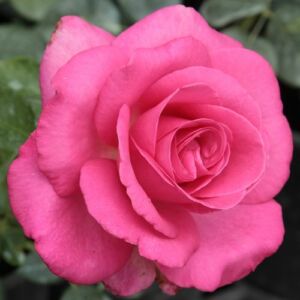 Rosa 'Lucia Nistler®' - rózsaszín - teahibrid rózsa