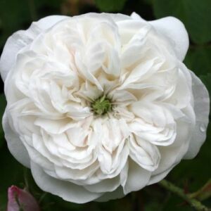 Rosa 'Madame Hardy' - fehér - történelmi - centifolia rózsa