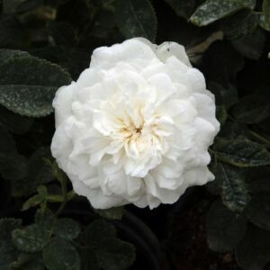 Rosa 'Madame Plantier' - fehér - történelmi - alba rózsa