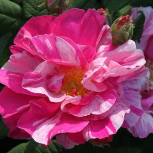 Rosa 'Rosa Mundi' - rózsaszín - fehér - történelmi - gallica rózsa