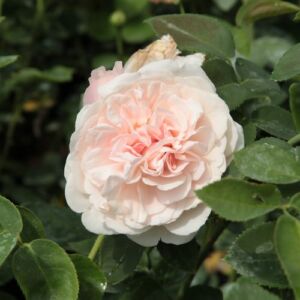 Rosa 'Auswith' - rózsaszín - angol rózsa