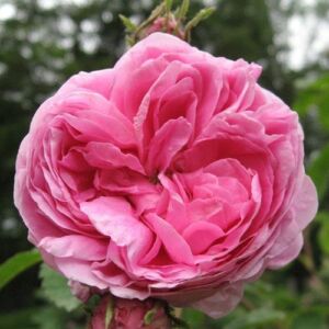 Rosa 'Rose des Peintres' - rózsaszín - történelmi - centifolia rózsa