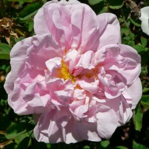 Rosa 'Stanwell Perpetual' - fehér - történelmi - perpetual hibrid rózsa