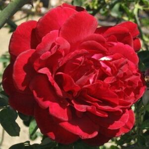 Rosa 'Thor' - vörös - climber, futó rózsa