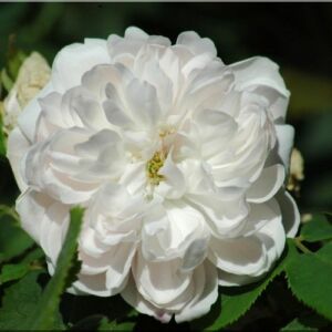 Rosa 'White Jacques Cartier' - fehér - történelmi - perpetual hibrid rózsa