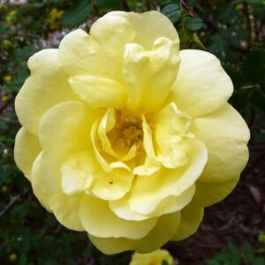 Rosa 'Rosa Harisonii' - sárga - történelmi - régi kerti rózsa
