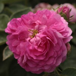 Rosa 'Himmelsauge' - lila - történelmi - régi kerti rózsa