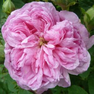 Rosa 'Ispahan' - rózsaszín - történelmi - damaszkuszi rózsa