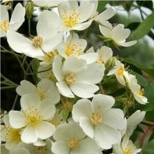 Rosa 'Kiftsgate' - fehér - rambler, kúszó rózsa