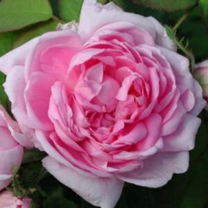 Rosa 'Marie de Blois' - rózsaszín - történelmi - moha rózsa