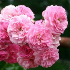 Rosa 'Minnehaha' - rózsaszín - történelmi - rambler, futó - kúszó rózsa
