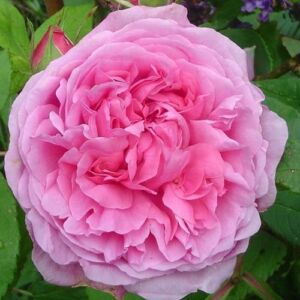 Rosa 'Madame Boll' - rózsaszín - történelmi - portland rózsa