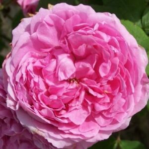 Rosa 'Madame Knorr' - rózsaszín - történelmi - portland rózsa