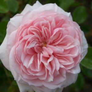 Rosa 'Awakening™' - rózsaszín - climber, futó rózsa