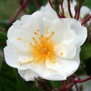 Rosa 'Bobbie James' - fehér - rambler, kúszó rózsa