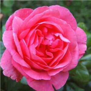 Rosa 'Frau Dr. Schricker' - rózsaszín - történelmi - china rózsa