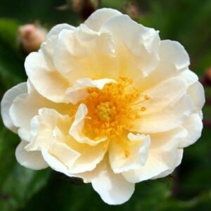 Rosa 'Goldfinch' - fehér - történelmi - régi kerti rózsa