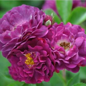 Rosa 'Bleu Magenta' - lila - rambler, kúszó rózsa