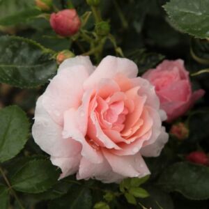 Rosa 'Chewgentpeach' - rózsaszín - virágágyi grandiflora - floribunda rózsa