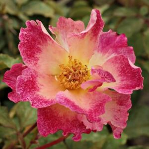 Rosa 'Alfred Manessier™' - sárga - vörös - virágágyi grandiflora rózsa